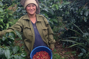 Ms Souddhalom from the Village at Km11 of Paksong District filling her basket with red, ripe cherries.