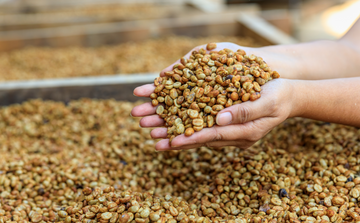 A person holding green coffee beans over a large container of green coffee beans.