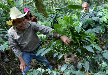 A coffee farmer is showing a bird's nest in a coffee tree. 