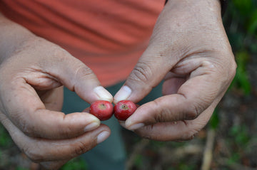 New Single Origin Coffee: Peru Pangoa