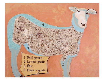 A painting of a sheep with areas of the best fleece marked. Painting by Jill McCubbin
