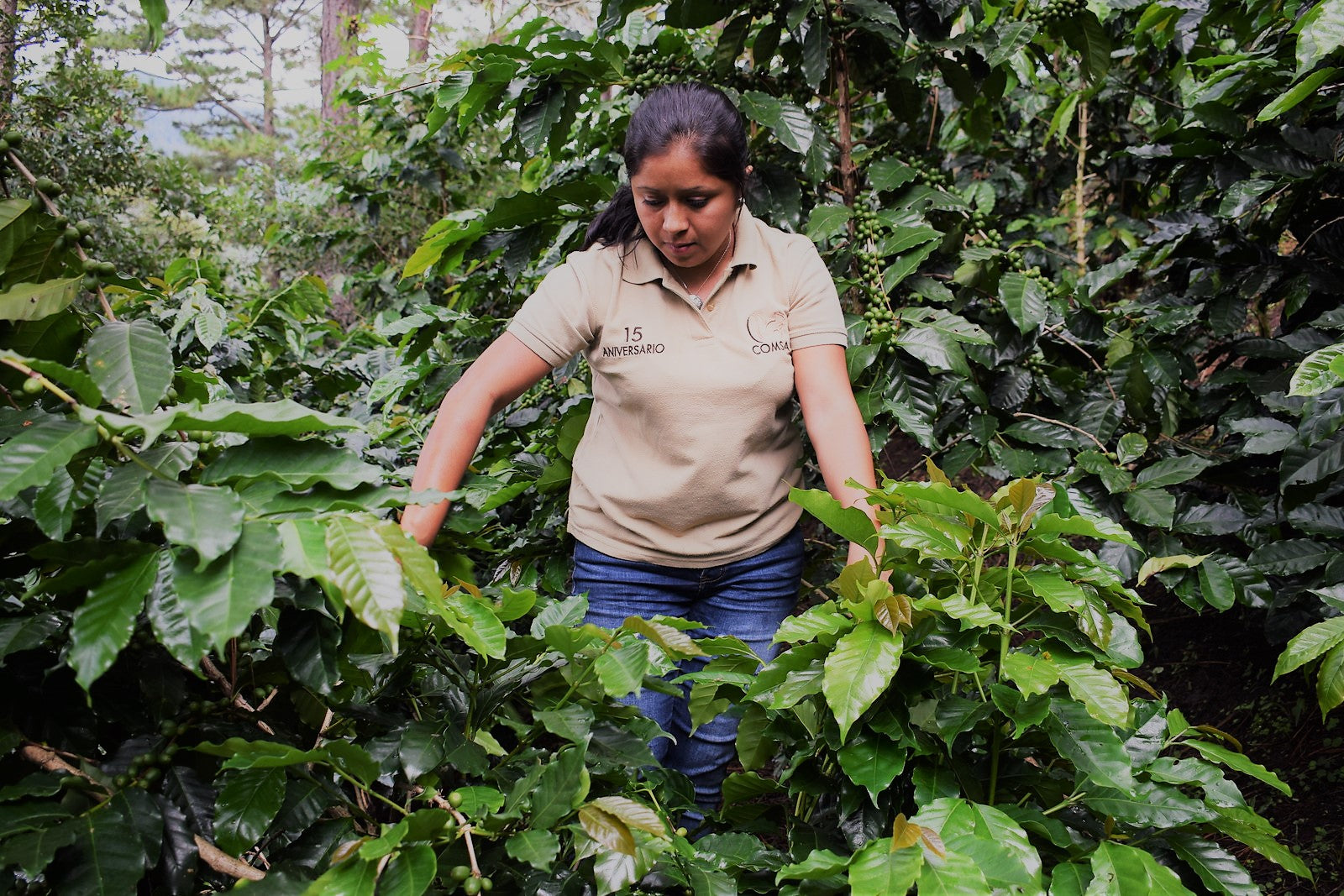 From the Single Origin Series: Honduras Alba Rosa