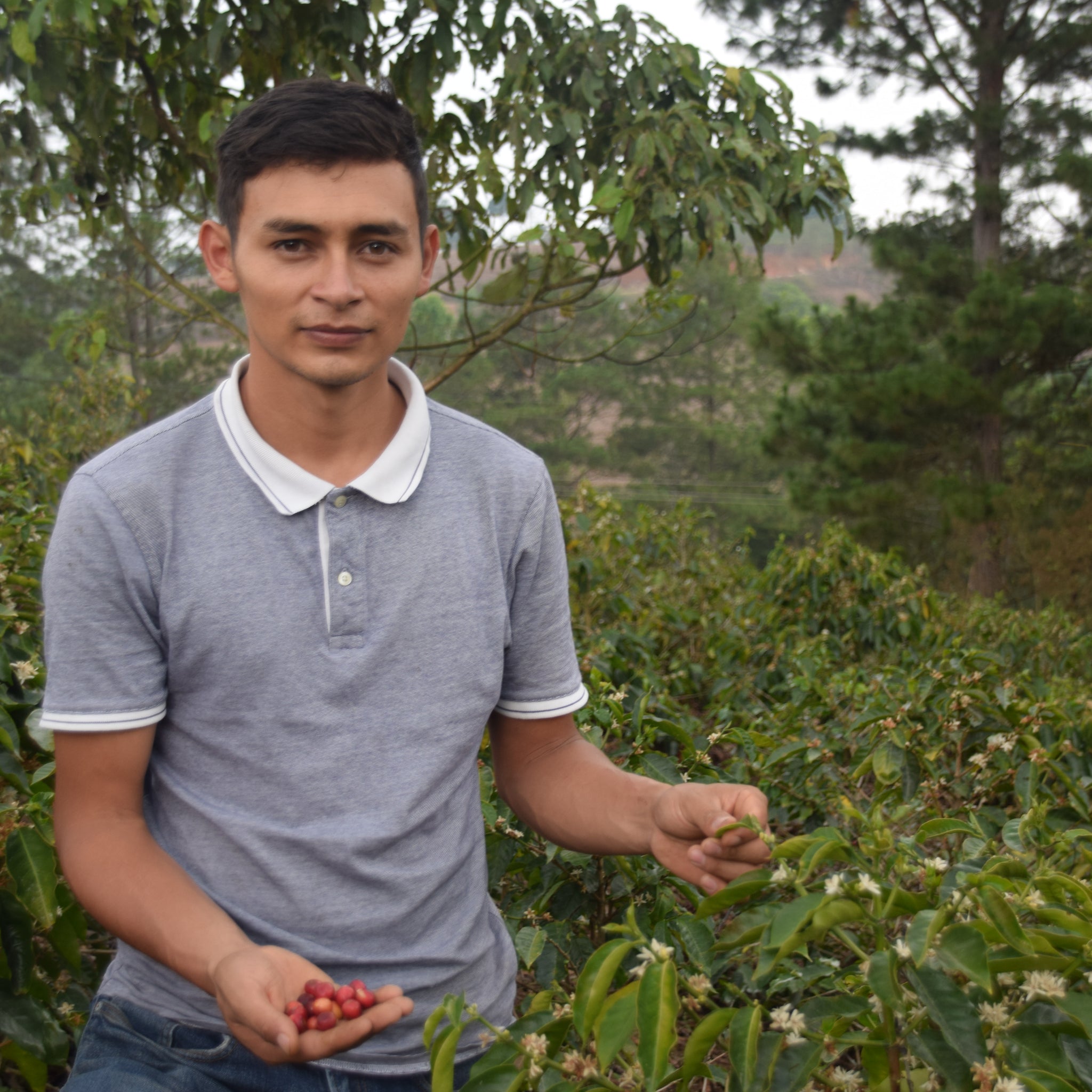 Honduran coffee farmer, Edil Adonis Benitez holding ripe coffee cherries.