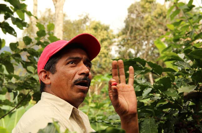 Ramon Espinoza, the technical advisor from Prococer, is holding a red coffee cherry in his fingers.