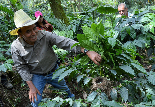 A farmer showing a bird's nest in a coffee plant.